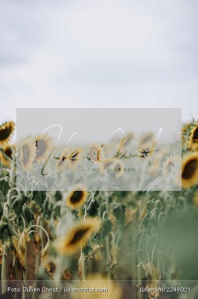 Wolken, Sonne, Sun, Natur, Gelb, Sommer, Blumen, Sunflower field, Sunflowers, Sonnenblumenfeld, Sonnenblume, Sonnenblumen - Bild-ID: 2249021