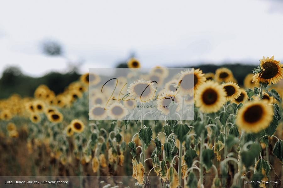 Wolken, Sonne, Sun, Natur, Gelb, Sommer, Blumen, Sunflower field, Sunflowers, Sonnenblumenfeld, Sonnenblume, Sonnenblumen - Bild-ID: 2249024