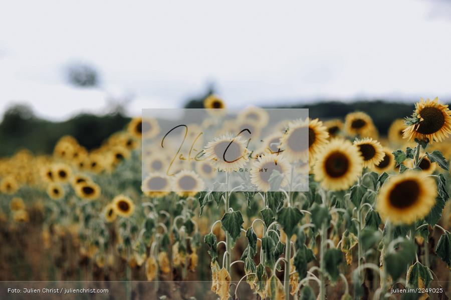 Wolken, Sonne, Sun, Natur, Gelb, Sommer, Blumen, Sunflower field, Sunflowers, Sonnenblumenfeld, Sonnenblume, Sonnenblumen - Bild-ID: 2249025