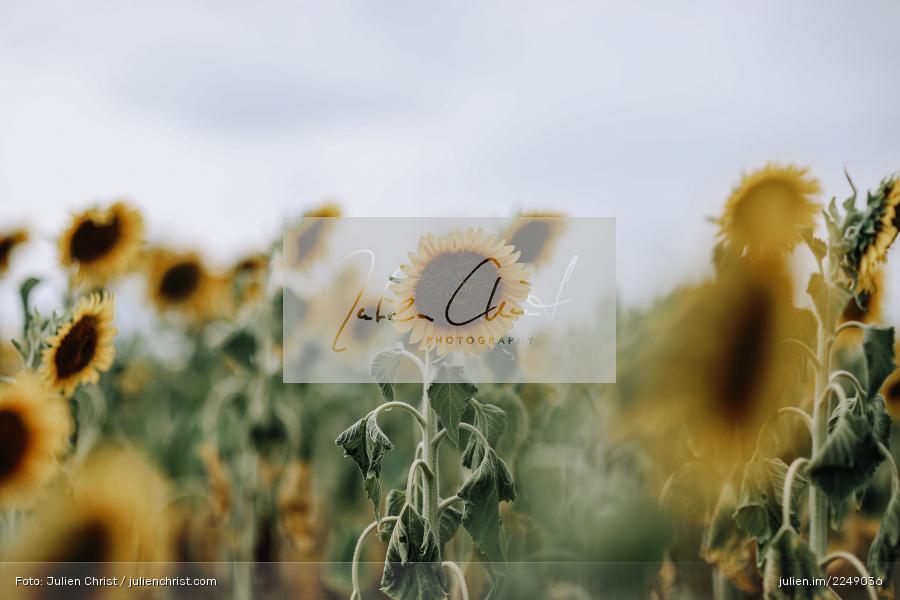 Wolken, Sonne, Sun, Natur, Gelb, Sommer, Blumen, Sunflower field, Sunflowers, Sonnenblumenfeld, Sonnenblume, Sonnenblumen - Bild-ID: 2249036