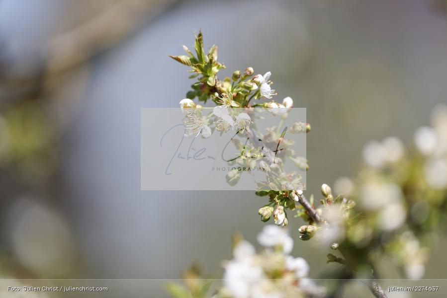 Weiß, Blühen, Natur, Knospen, Kirschblüten, Kirschblüte - Bild-ID: 2274637